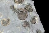 Ammonite (Promicroceras) Cluster - Somerset, England #86254-2